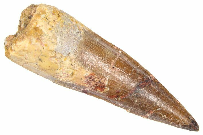 Fossil Spinosaurus Tooth - Real Dinosaur Tooth #382322